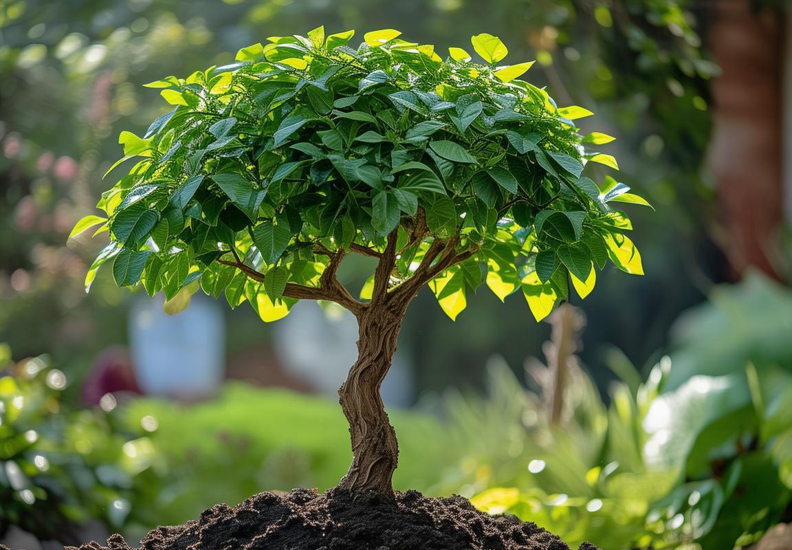 Cây Thần Tài Núi: Tài Lộc và May Mắn, Cách Chăm Sóc và Ý Nghĩa Cây Cảnh